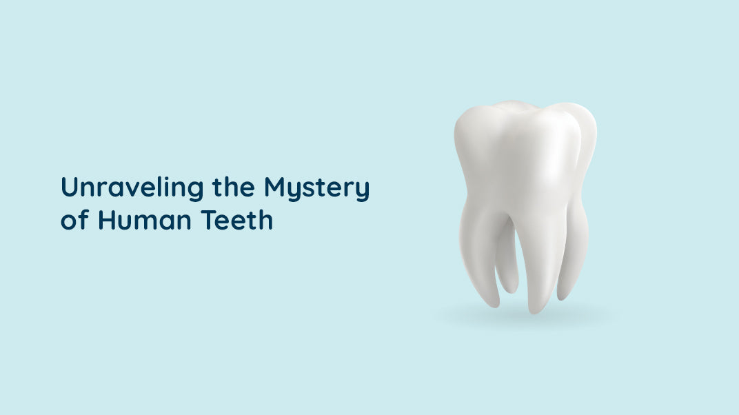 Do You Know All The Human Teeth Names? electric toothbrush, floss with water